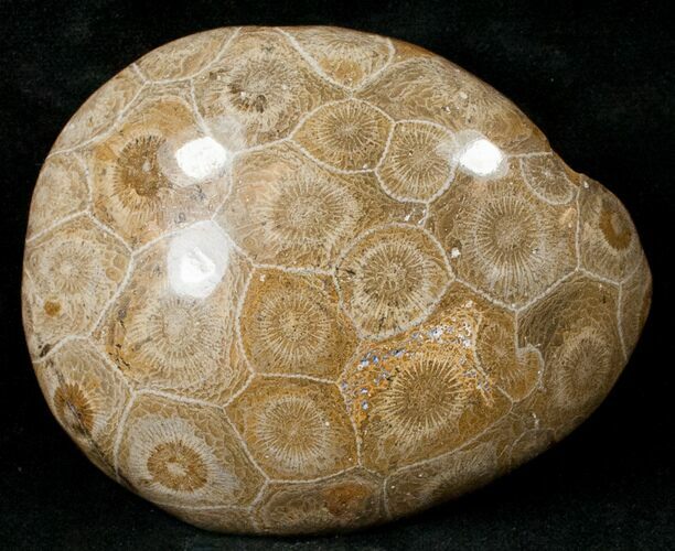 Polished Fossil Coral Head - Morocco #16361